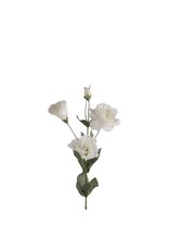 Lysianthus white