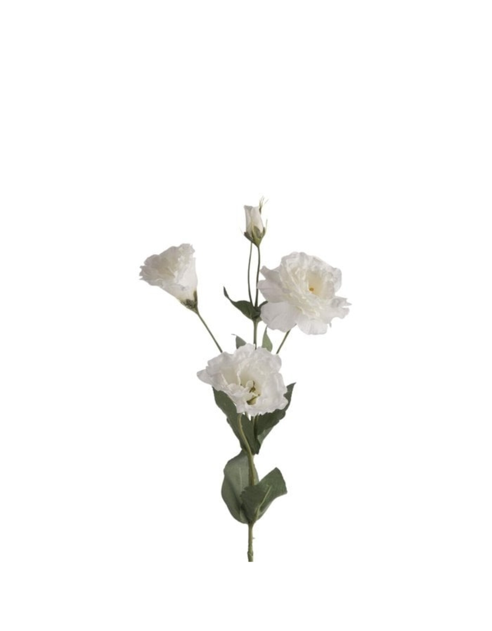 Lysianthus white