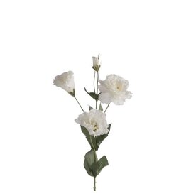 Lysianthus white