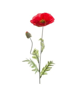 Poppy red