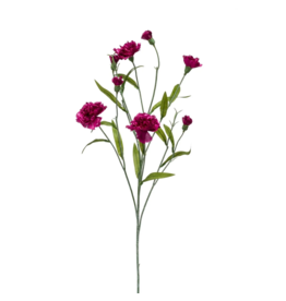 Dianthus dark purple