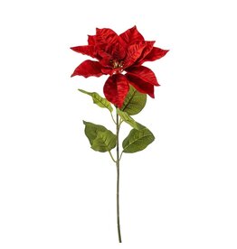 Poinsettia red