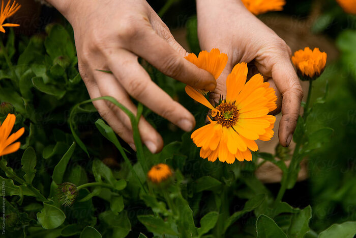 Entdecke Calendula für deine Haut