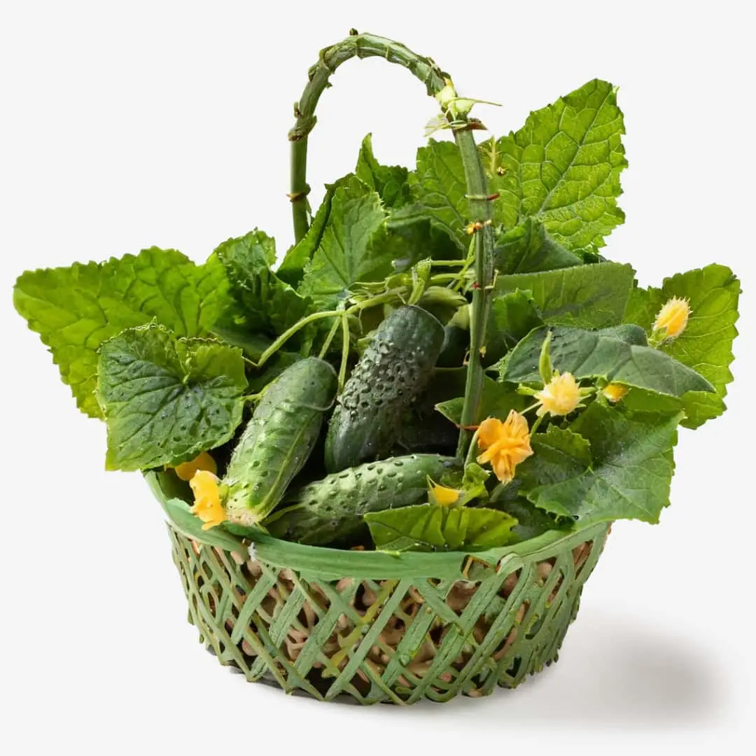 Ikebana-Arrangement mit Erfrischendes Gurken-Rasiergel mit Hyaluronaten und Aloe Vera