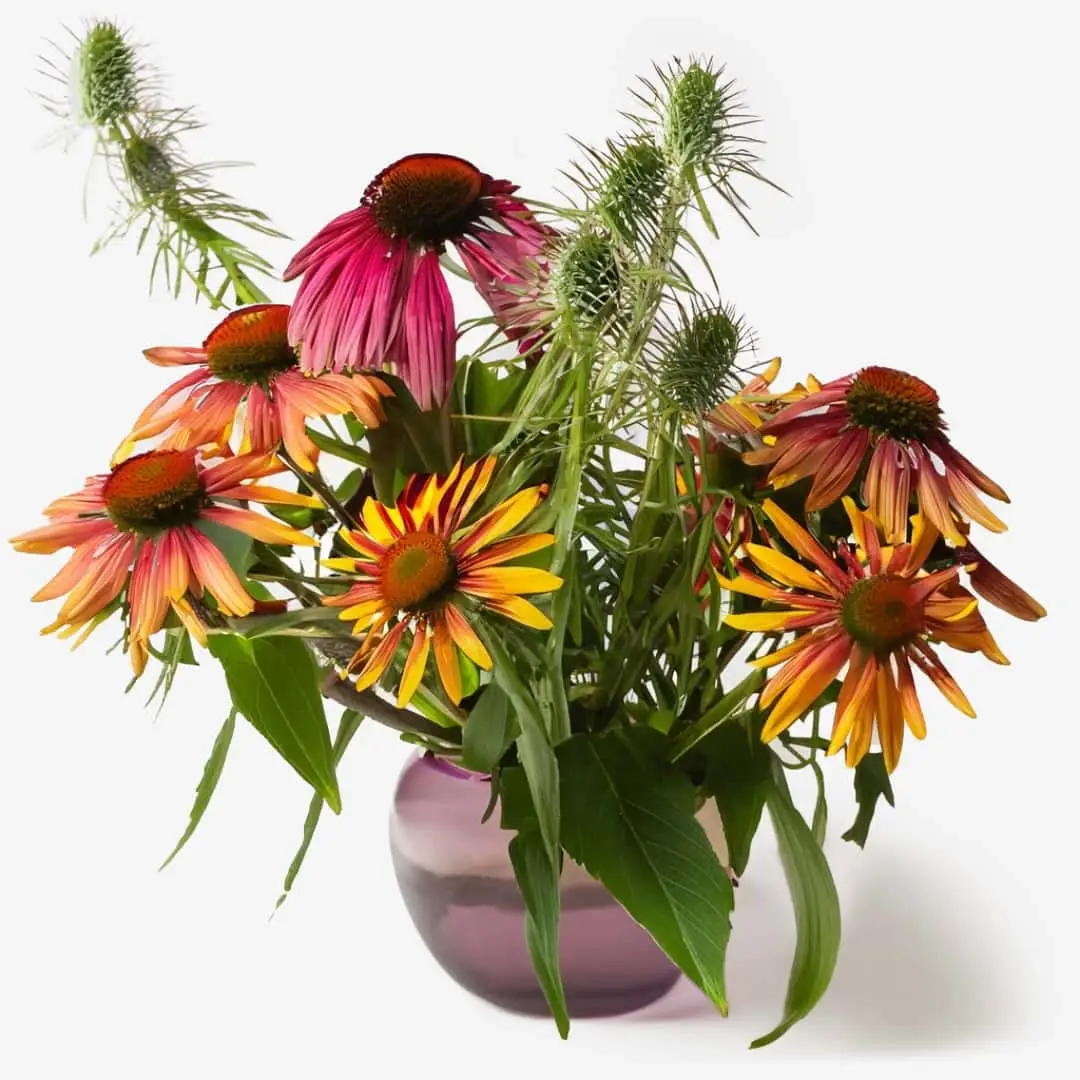 Ikebana-Arrangement mit Nährende Echinacea-Gesichtscreme mit Hibiskus und Schmetterlingsflieder