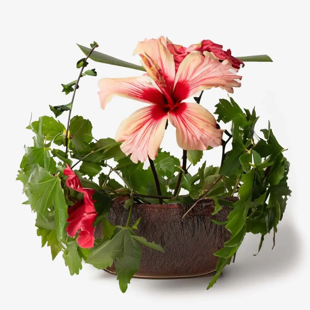 Ikebana arrangement featuring Fortifying Hibiscus Face Mask with Echinacea and Borage