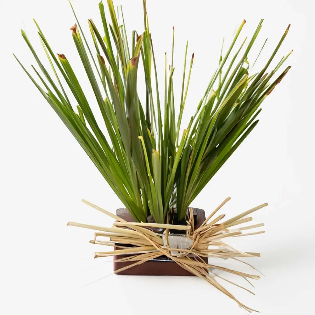 Ikebana arrangement featuring Refreshing Lemongrass Deo-cream with Peppermint and Arrow Root