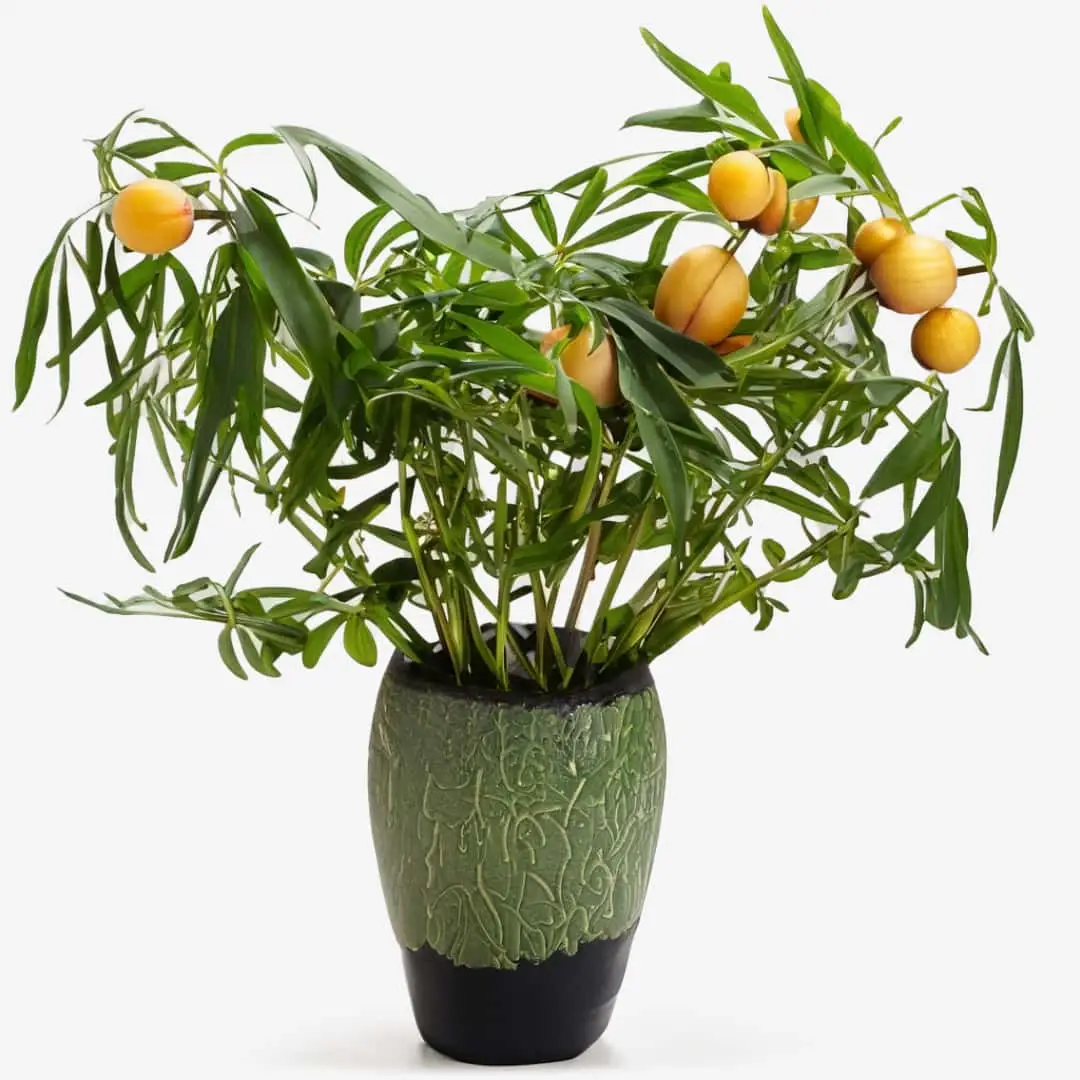 Ikebana-Arrangement mit Anregende Petitgrain-Deocreme mit Mangobutter und Ton