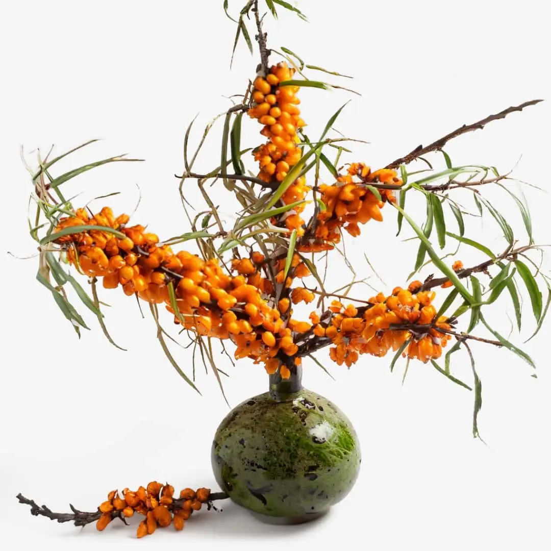 Ikebana-Arrangement mit Nährende Sanddorn-Spülung mit Buriti und Vitamin E