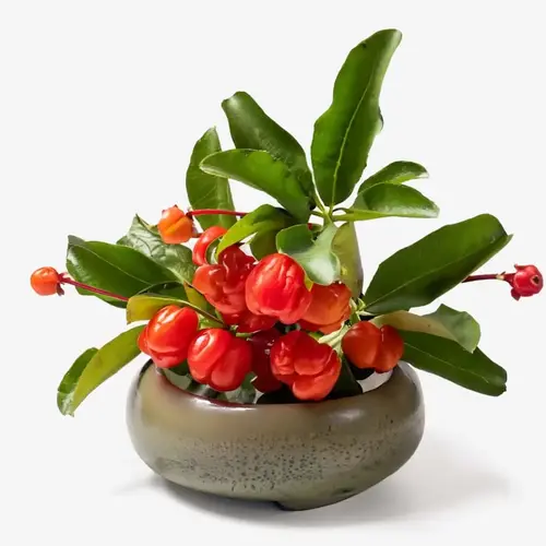Acerola Extract: Vitamin C Brightening Booster