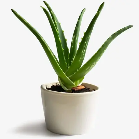 Aloe Vera Gel: Soothing Hydration for All Skin Types