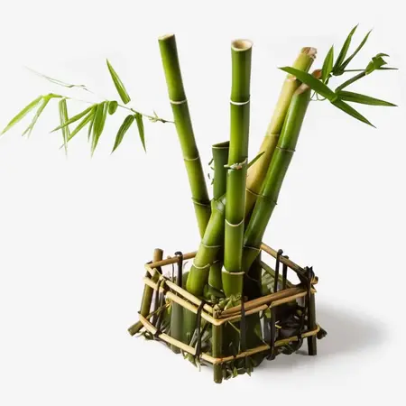 Bambus: Sanftes Peeling-Buff