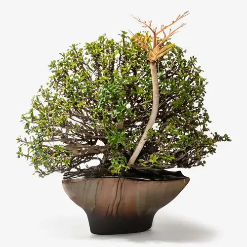 Baobab Oil: Age-Defying Regeneration