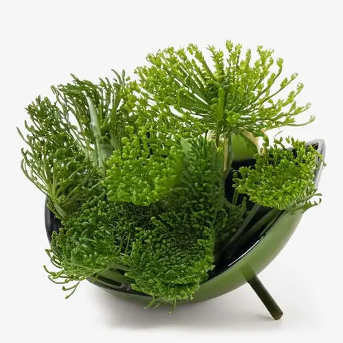 Chlorella Extract: Detoxifying Dream for a Clear Complexion