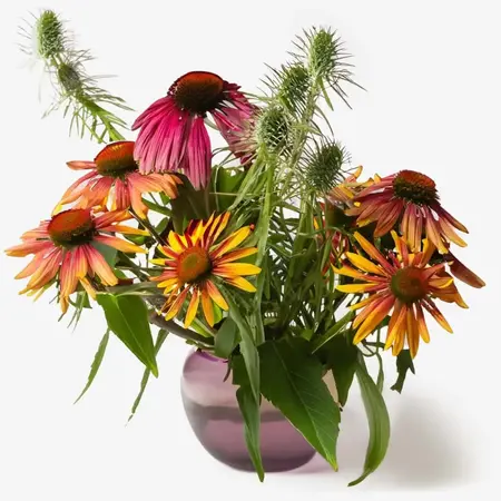 Echinacea Extract: Soothing Defender for Stressed Skin
