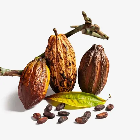 Kakao-Extrakt: Luxuriöse Nährstoffe für weiche, geschmeidige Haut