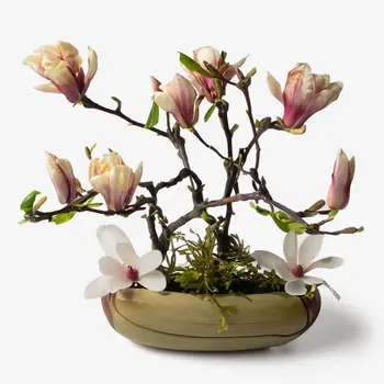 Magnolia