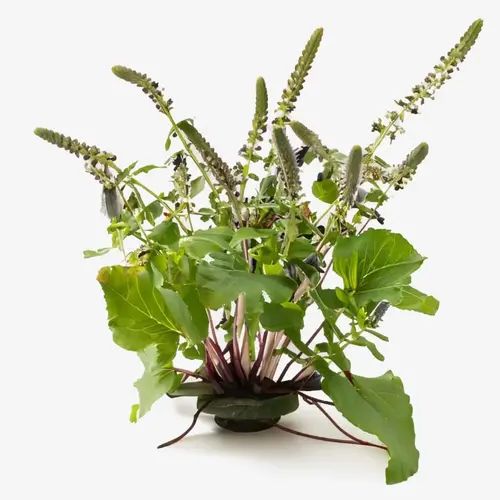 Patchouli Oil: Skin-Healing Solution for Clear, Calm Skin