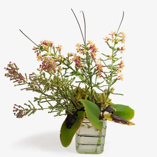Punarnava Extract: Ayurvedic Rejuvenation