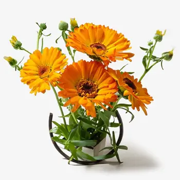 Calendula