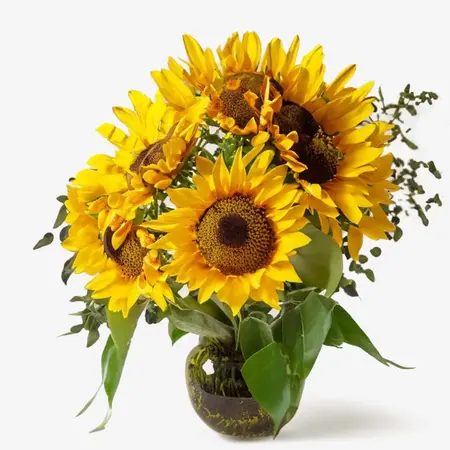 Sunflower Oil: Nourishing Radiance for Healthy, Glowing Skin