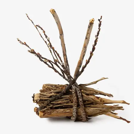 Willow Bark: Exfoliating Treatment for Clear, Balanced Skin