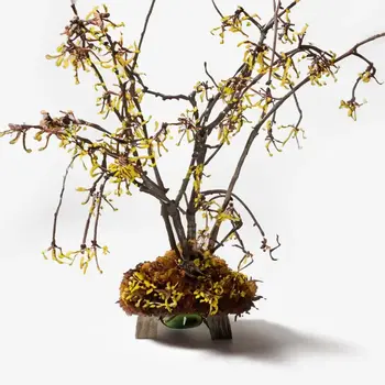 Witch Hazel