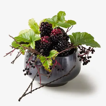 Blackberry: Antioxidant-Rich Defense for Nourished Skin