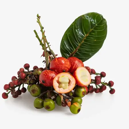 Guarana Extract: Energizing Extract for a Tighter Look
