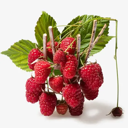 Raspberry Extract: Radiant Renewal for a Glowing Complexion