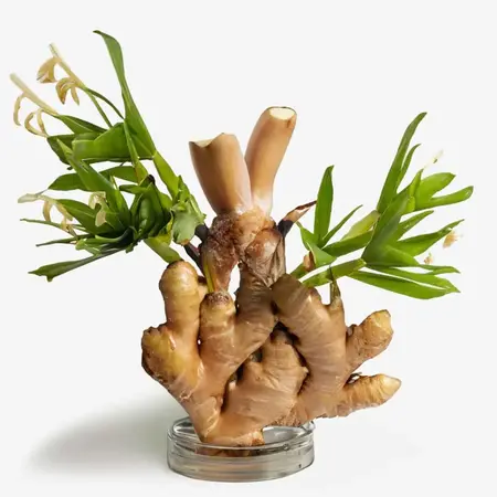 Ginger Extract: Antioxidant Richness for Bright, Clear Skin