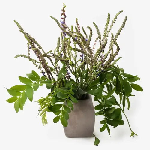 Wild Indigo: Skin-Soothing Relief for Calm, Nourished Skin