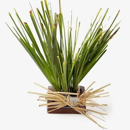 Lemongrass Oil: Refreshing Tonic for Toned, Detoxified Skin