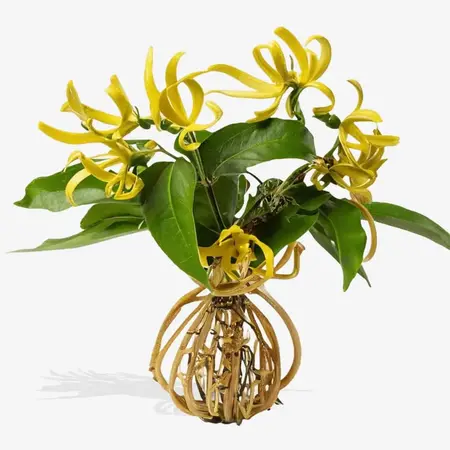Ylang-Ylang Oil: Balancing Elixir for Hydrated, Tranquil Skin