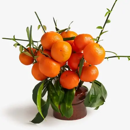 Mandarin Red Extract: Brightening Boost for Even, Radiant Skin