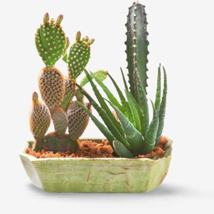 A variety of cacti and succulents in a green ceramic planter from Brewing Beauty Company, mirroring the tenacity and precision akin to shaving and taming routines.