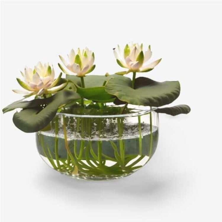 A clear glass bowl containing water, adorned with blooming water lilies and green lily pads floating on the surface, symbolizing the refreshing and nurturing essence of Brewing Beauty's bath and body routines.