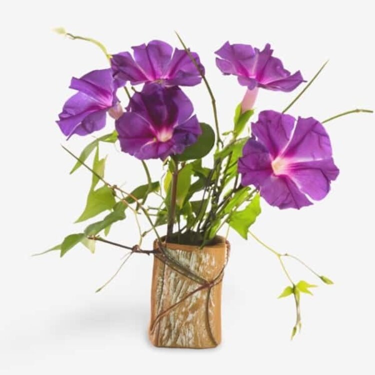 A vase of vibrant purple morning glory flowers with green leaves, set against a plain white background, ideal for creating a curated morning routine that emphasizes radiant skin. 