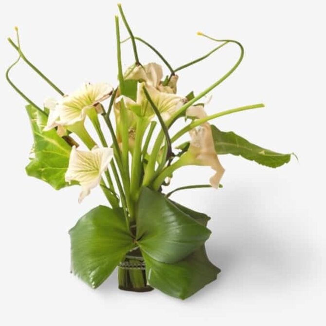 An arrangement of moonflowers blooming at night with long green leaves in a glass vase, representing Brewing Beauty's evening skin care routines