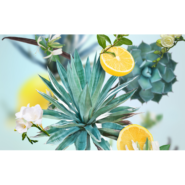 Maison Berger Navulling Agaves Garden 200ml