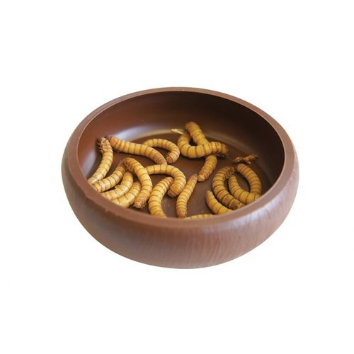 Komodo Mealworm Dish