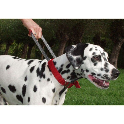 Patento Pet Sports Collar red