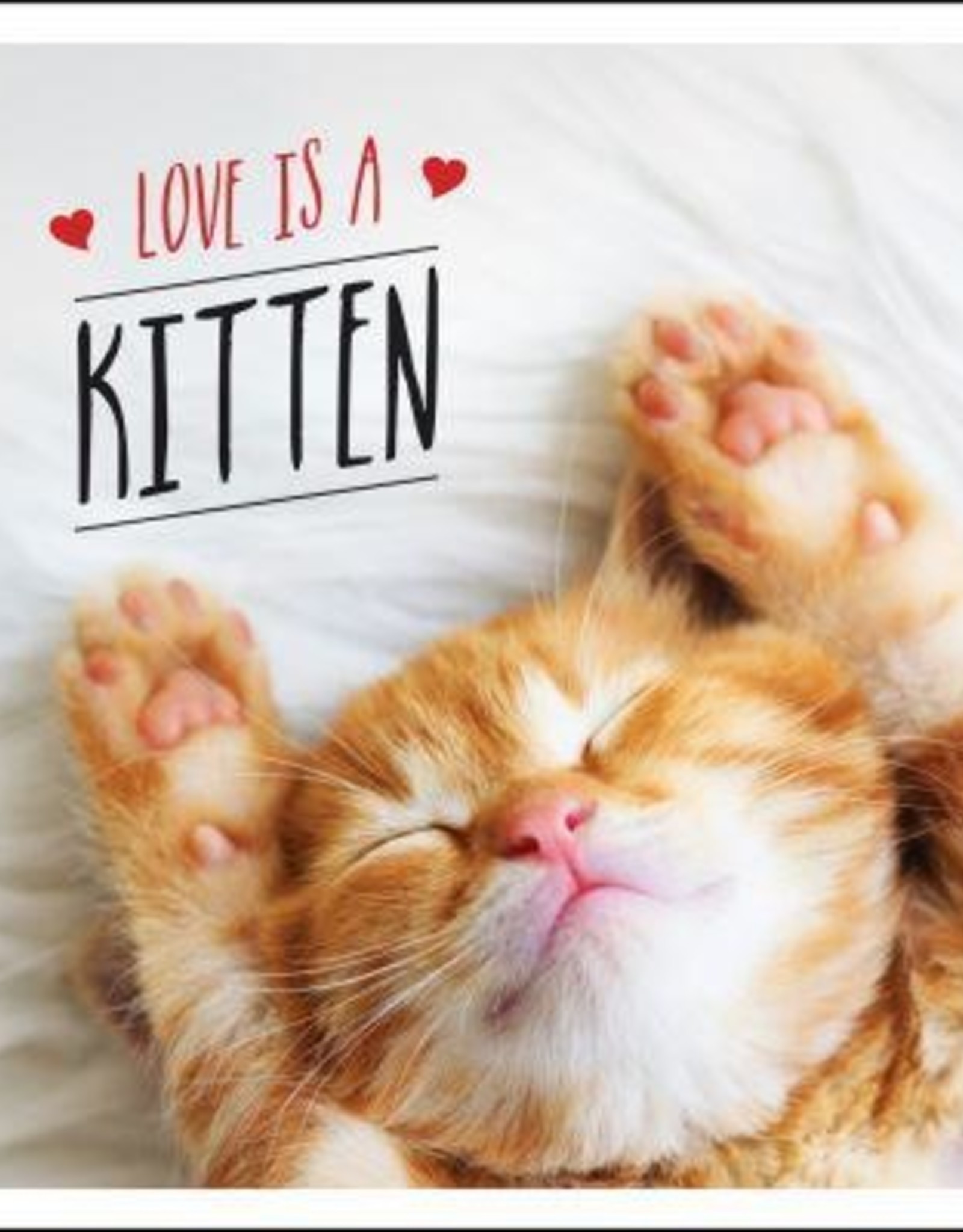 LOVE IS A KITTEN