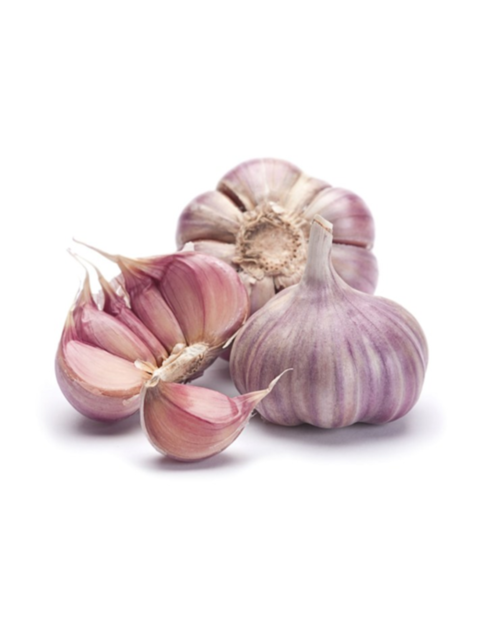 Knoflook Purple | Frans | Spaans