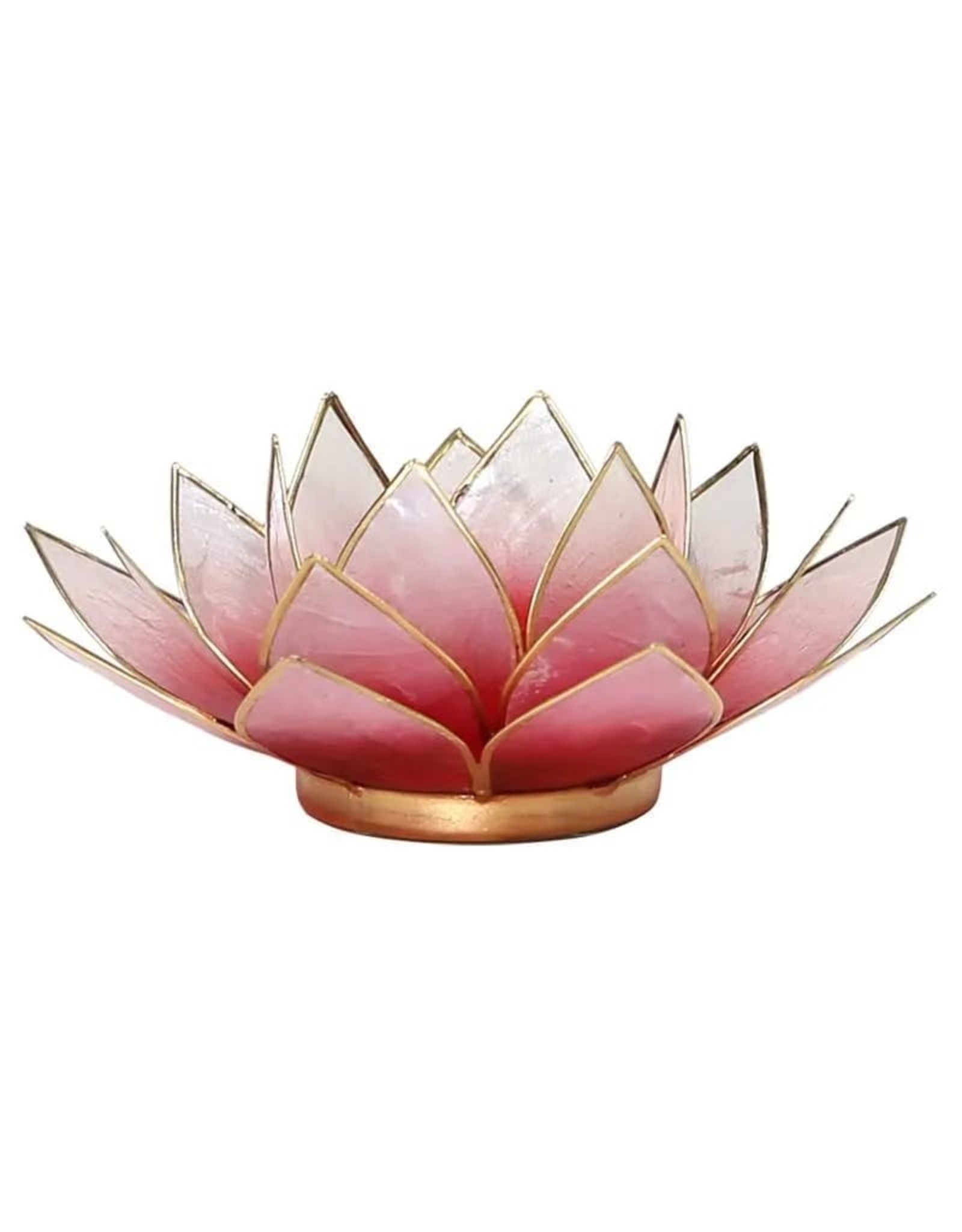 Lotus Rood Roze met Goudrand