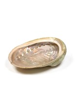 Abalone Haliotis Schelp S 11cm