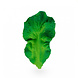 Oli & Carol Kendall the Kale | Kool Oli & Carol Kendall the Kale | Kool