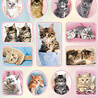 Stickervel Kittens Stickervel Kittens