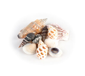 Schelpjes Schelpjes