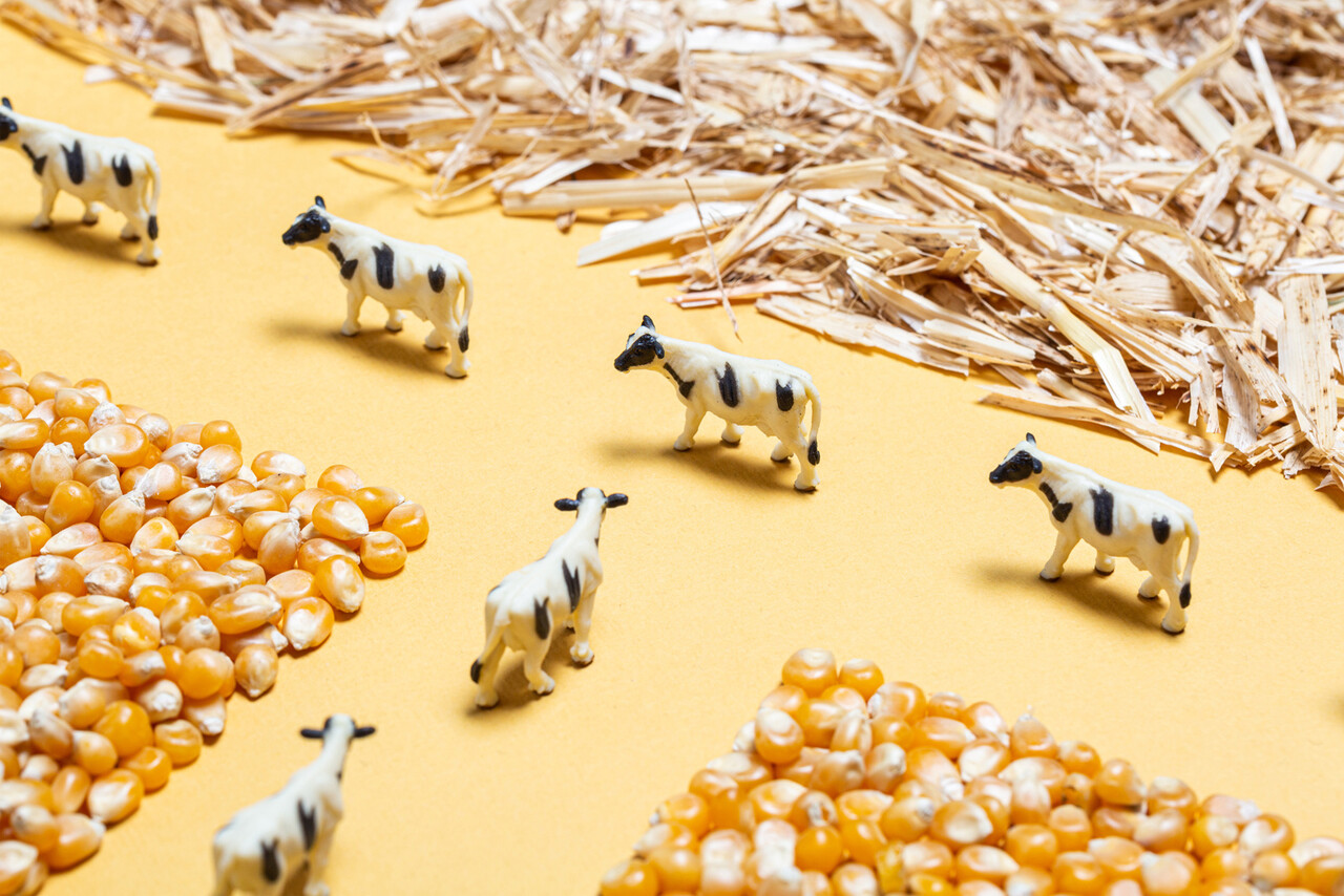 Petit Boum Spy Bottle Boerderij Petit Boum Spy Bottle Boerderij